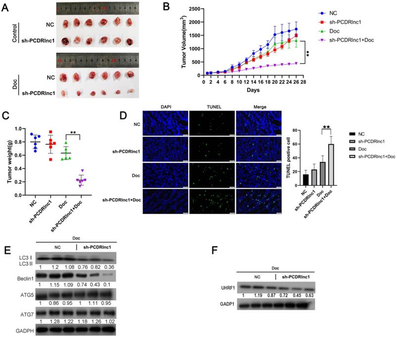 J Cancer Image