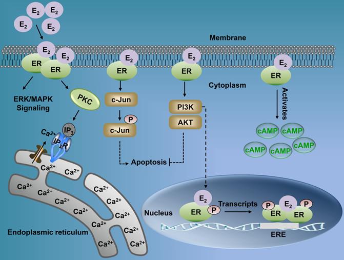 J Cancer Image