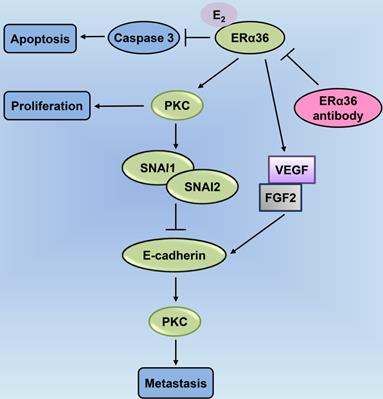 J Cancer Image