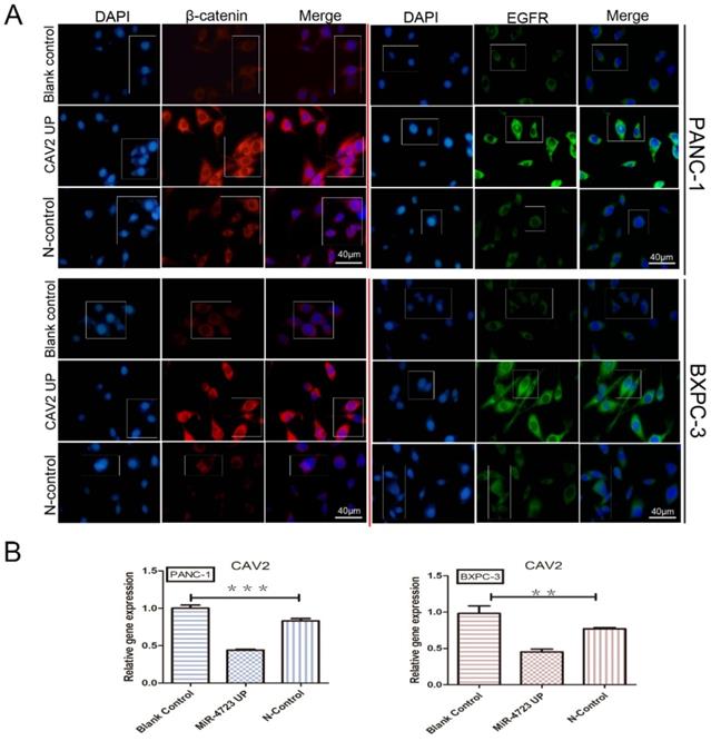 J Cancer Image