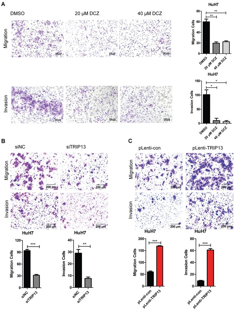 J Cancer Image