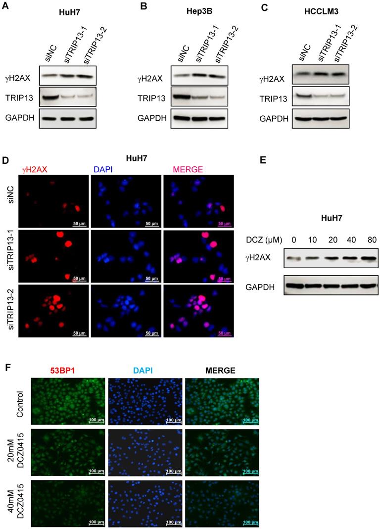 J Cancer Image