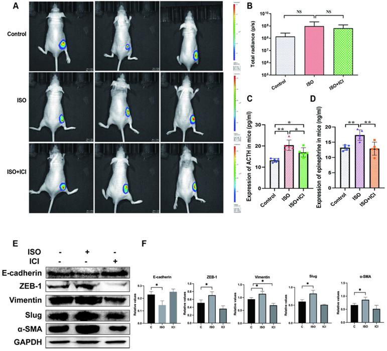 J Cancer Image