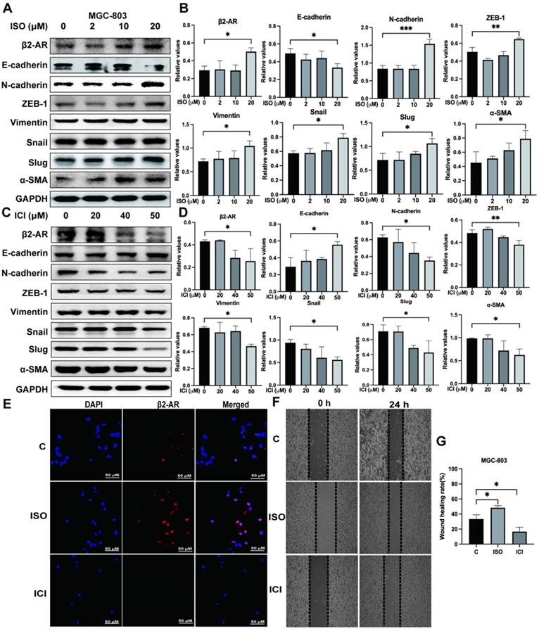 J Cancer Image