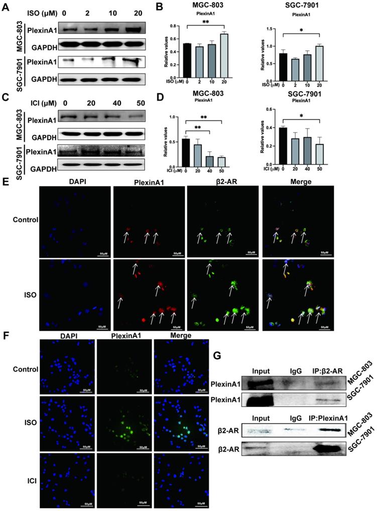 J Cancer Image