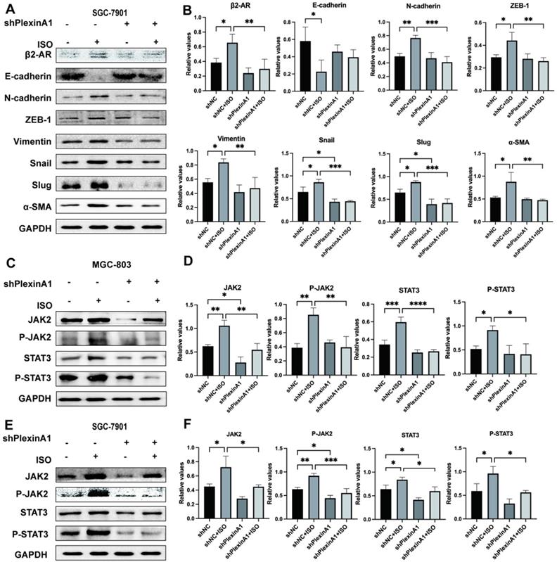 J Cancer Image