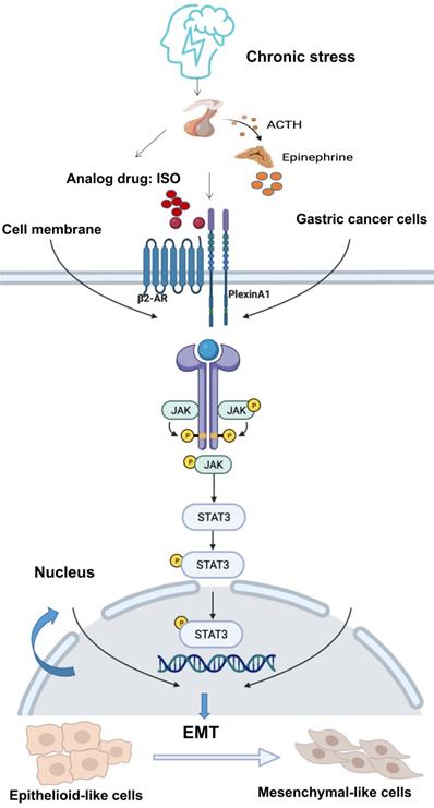 J Cancer Image