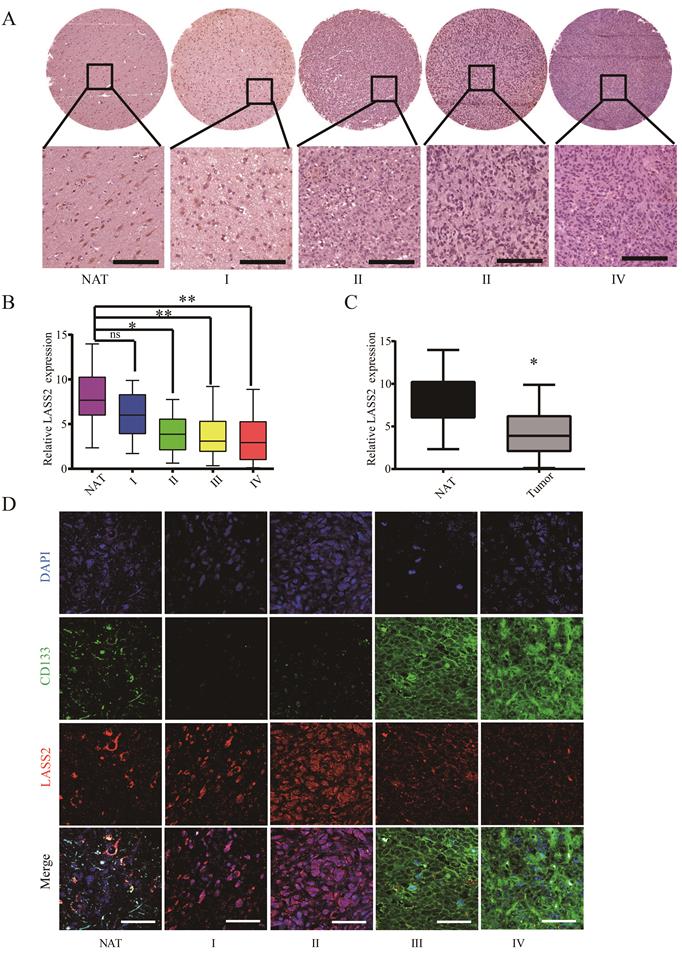 J Cancer Image