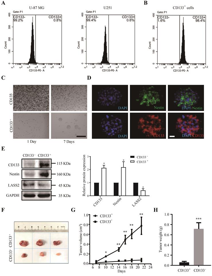 J Cancer Image