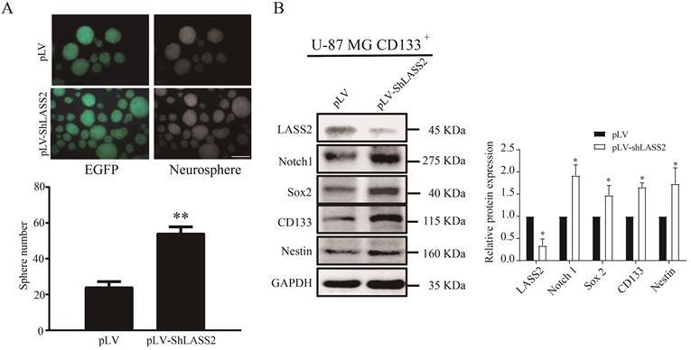 J Cancer Image