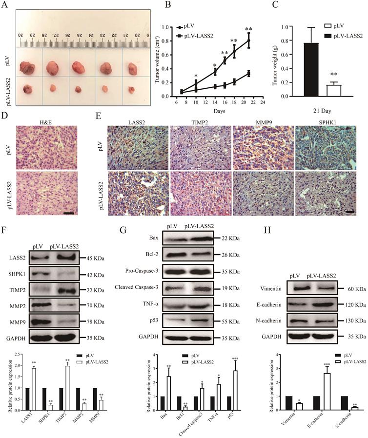 J Cancer Image