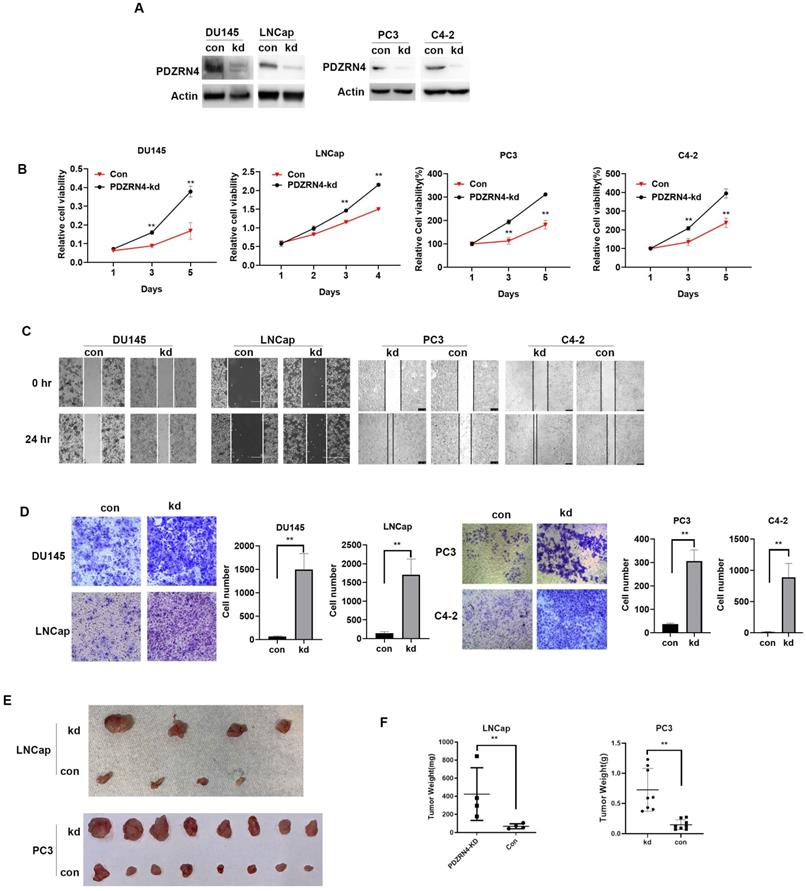 J Cancer Image