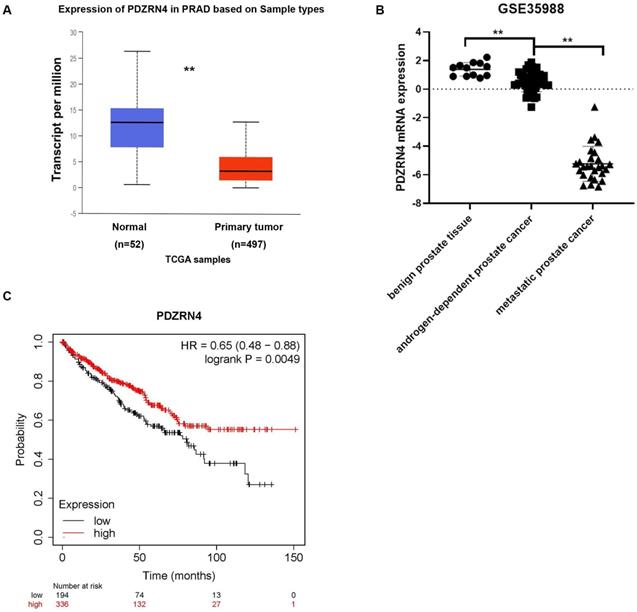 J Cancer Image