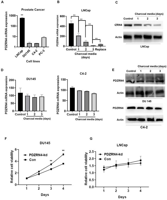 J Cancer Image