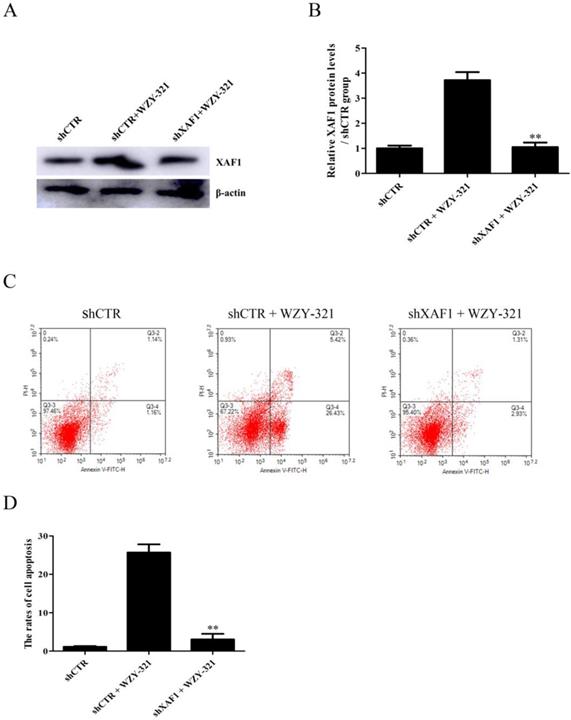 J Cancer Image