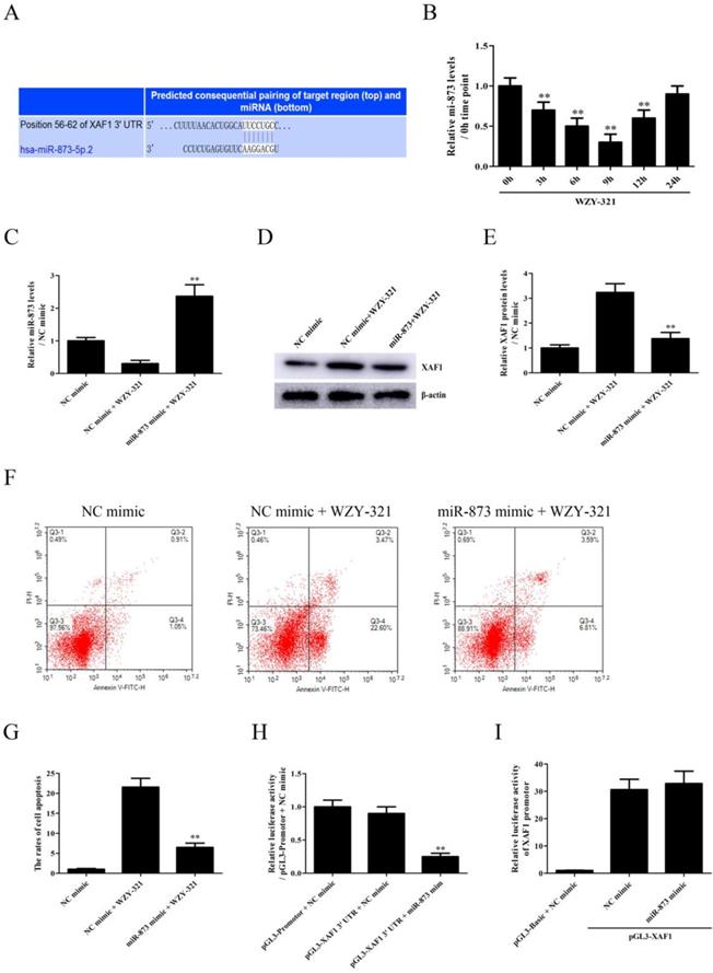 J Cancer Image