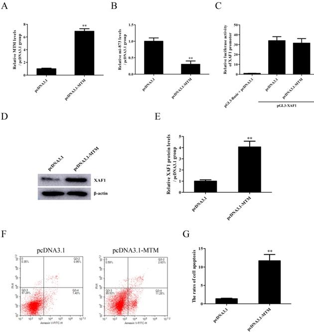 J Cancer Image