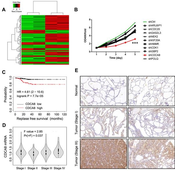 J Cancer Image