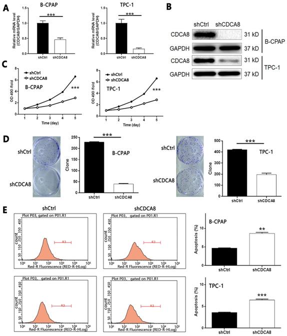 J Cancer Image