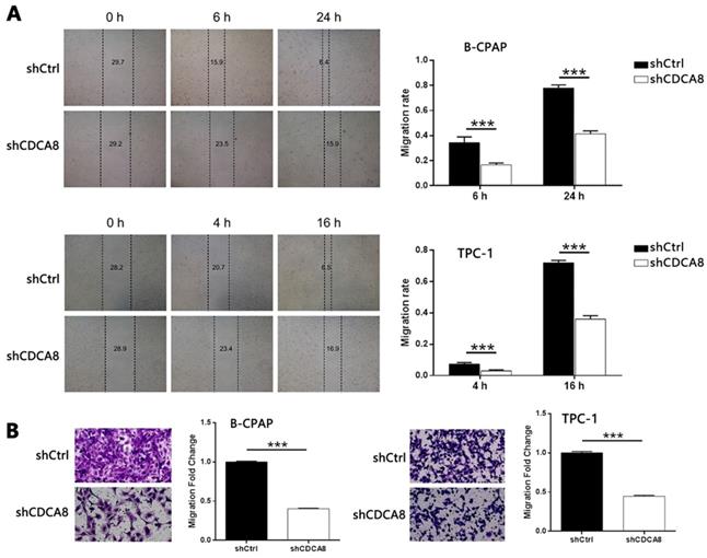 J Cancer Image