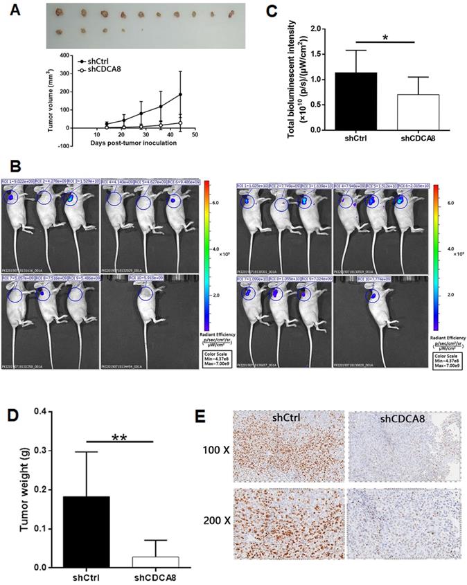 J Cancer Image