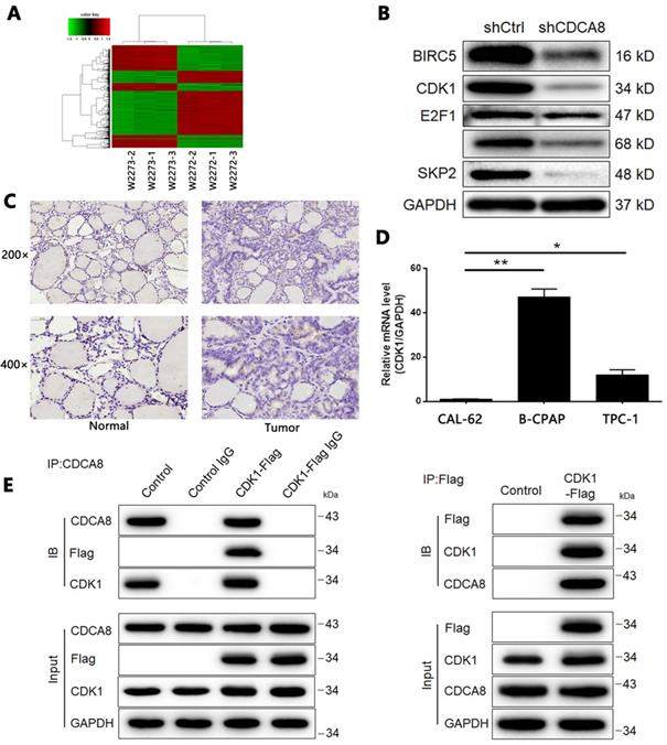 J Cancer Image