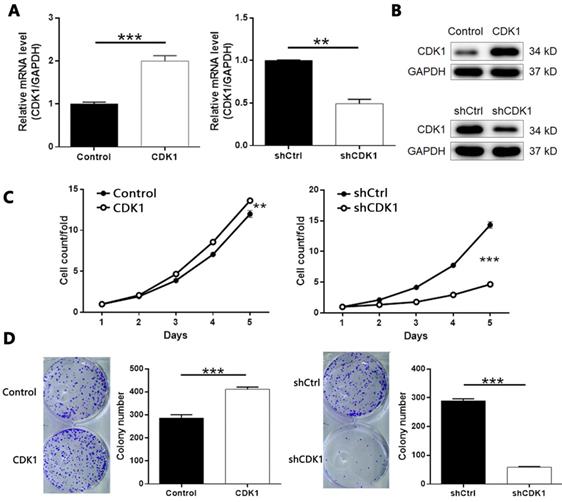 J Cancer Image