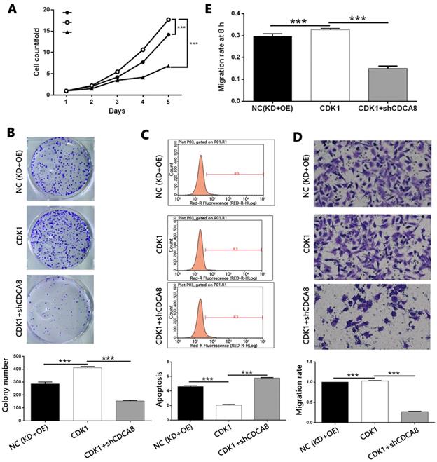 J Cancer Image