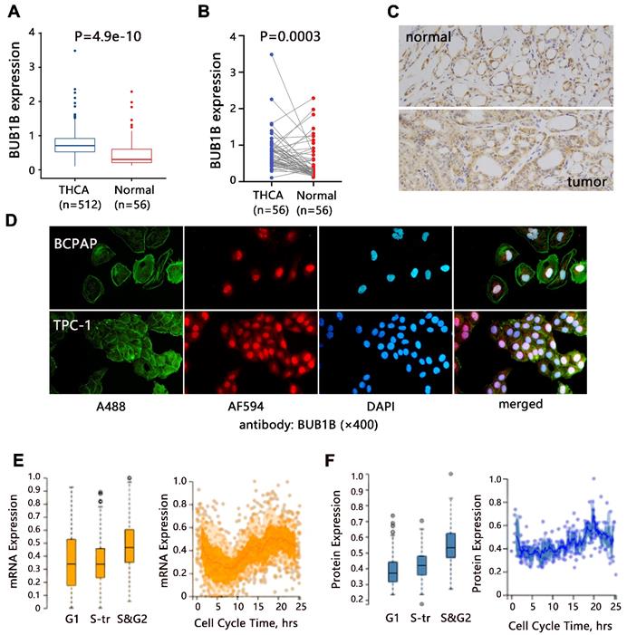 J Cancer Image