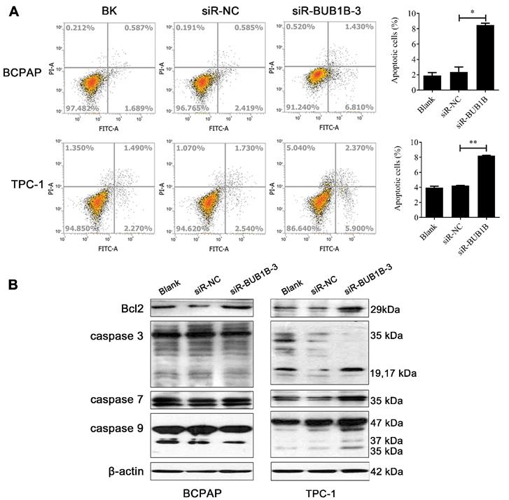 J Cancer Image