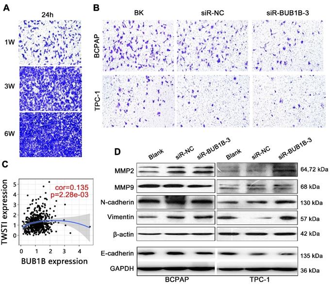 J Cancer Image