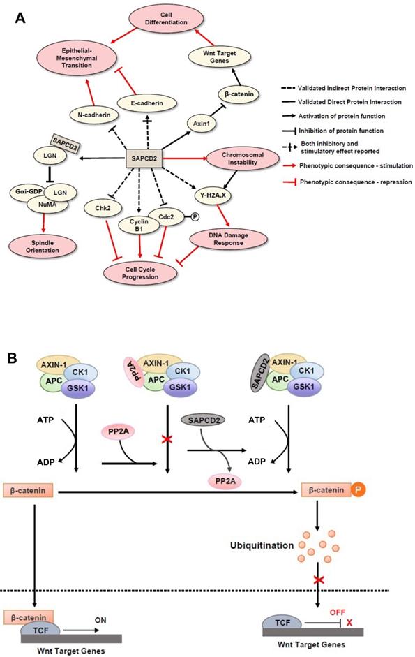 J Cancer Image