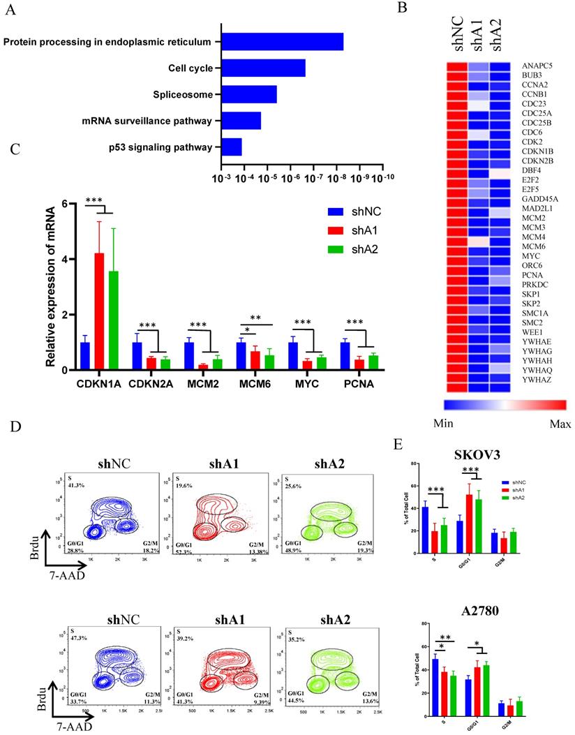 J Cancer Image