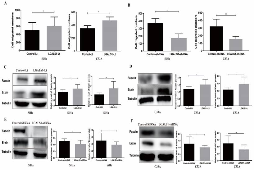 J Cancer Image