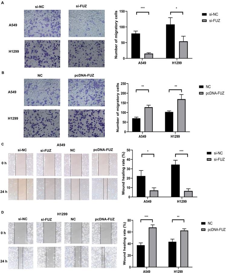 J Cancer Image