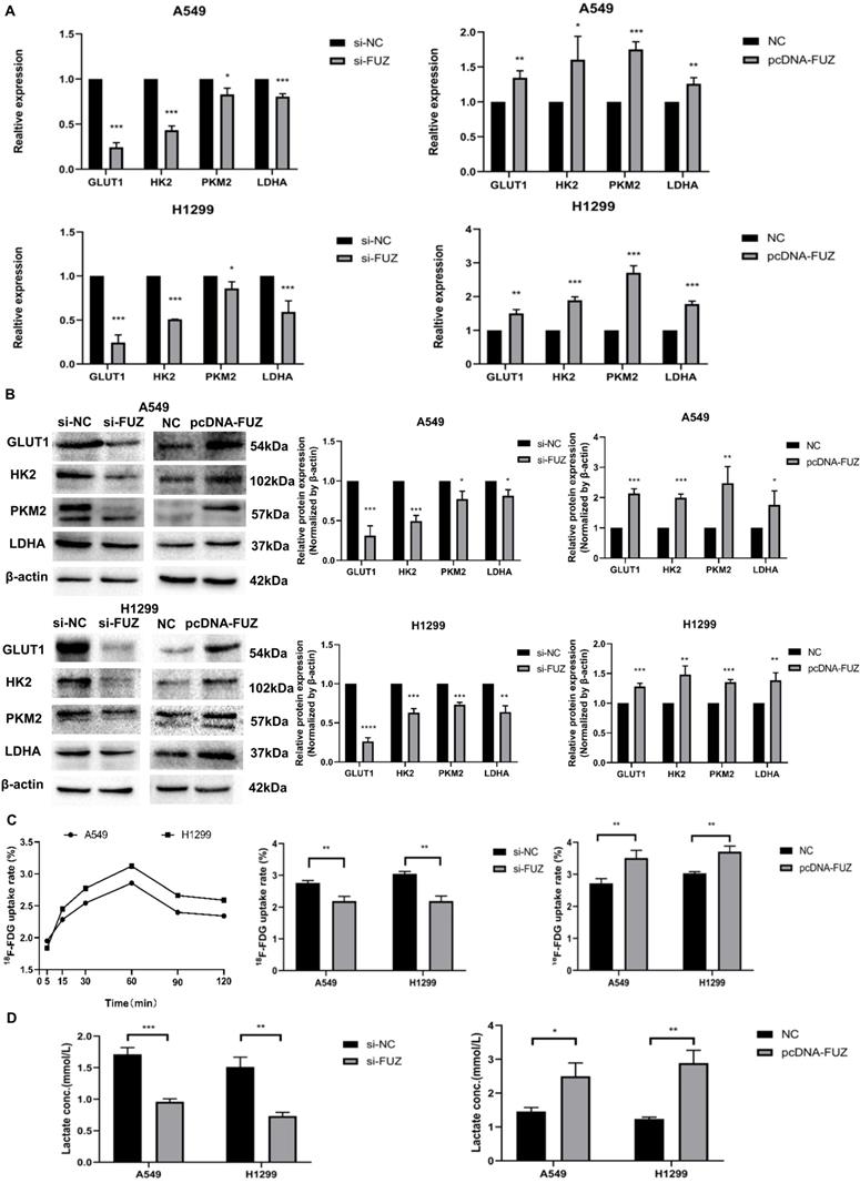 J Cancer Image