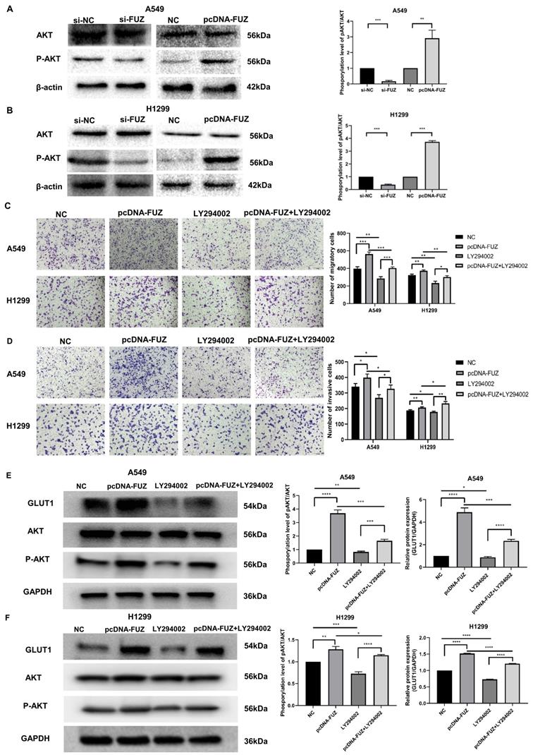 J Cancer Image