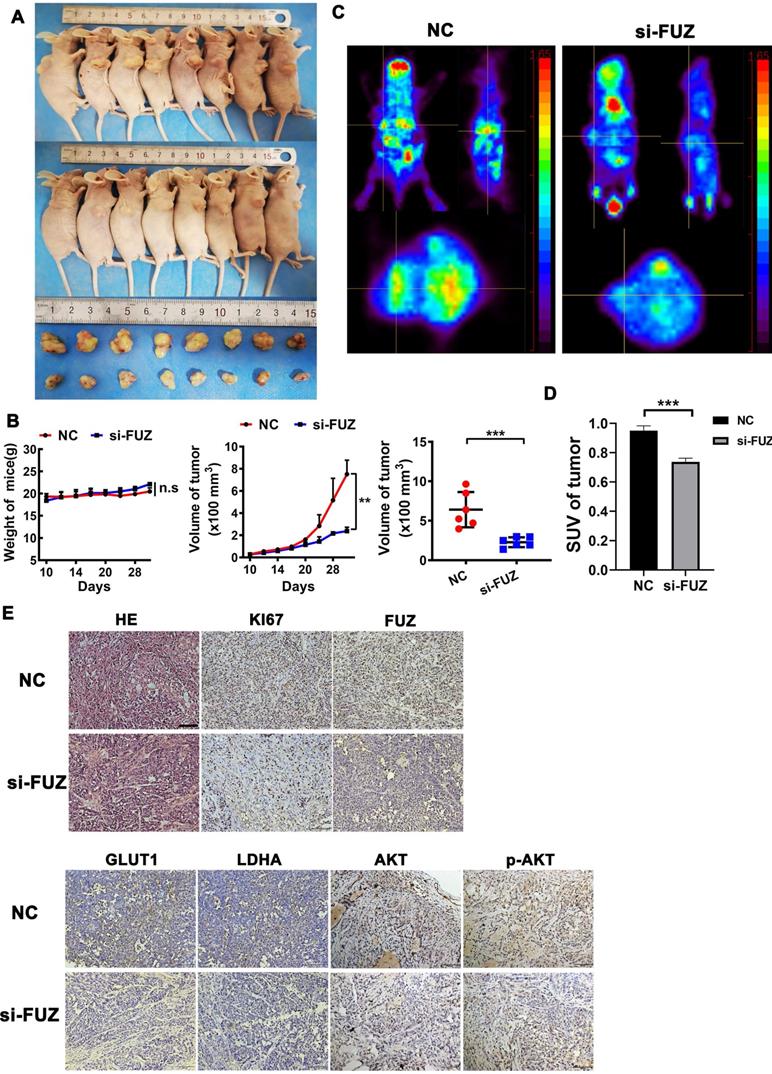 J Cancer Image