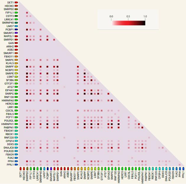 J Cancer Image