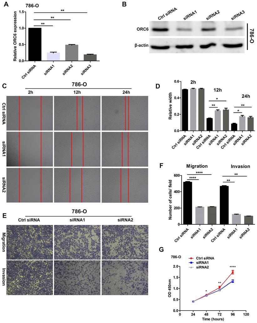 J Cancer Image