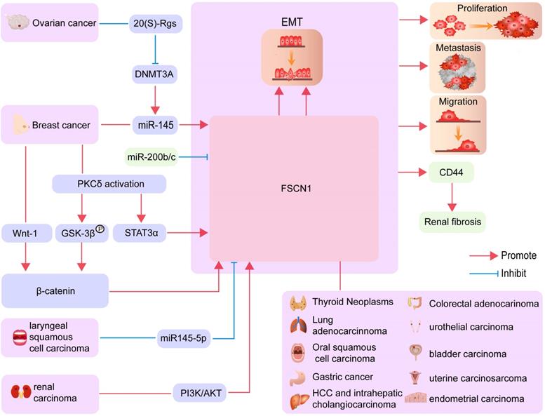 J Cancer Image