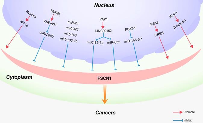 J Cancer Image