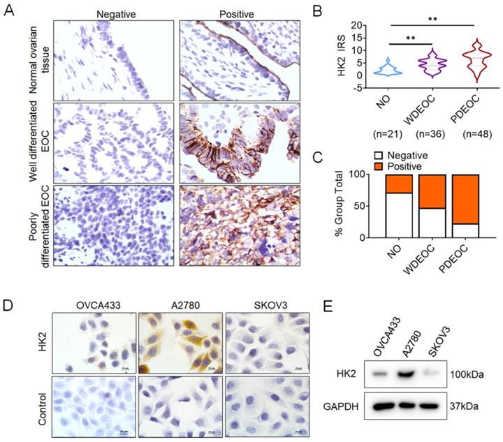 J Cancer Image