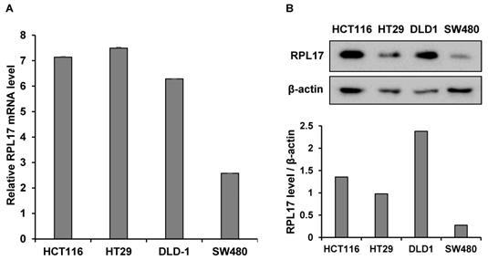 J Cancer Image