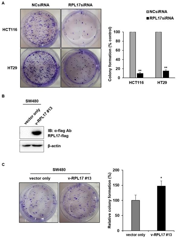 J Cancer Image