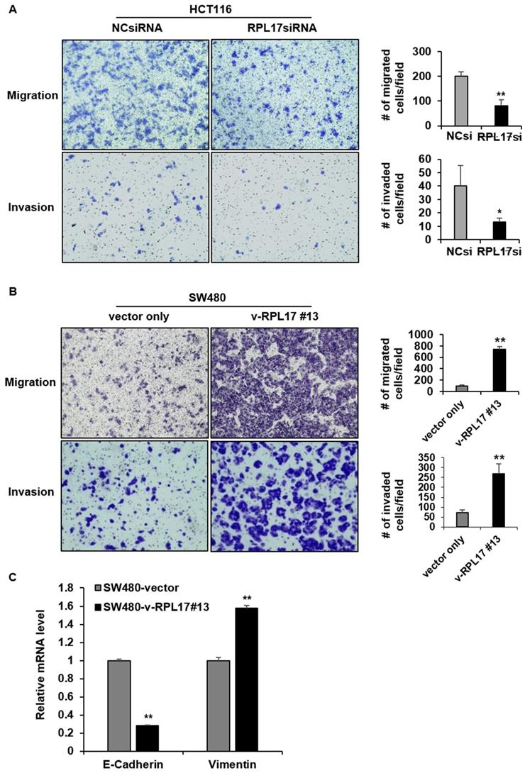 J Cancer Image