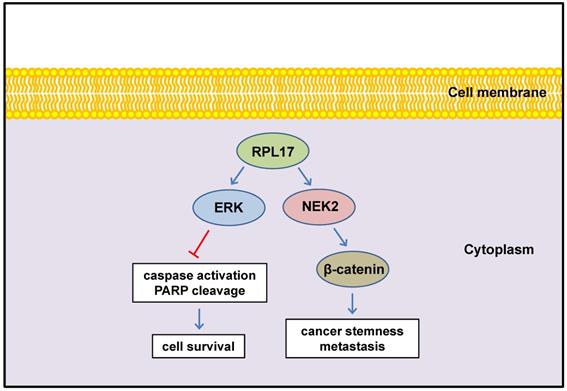 J Cancer Image