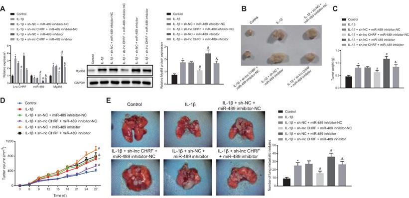 J Cancer Image