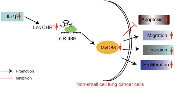 J Cancer Image