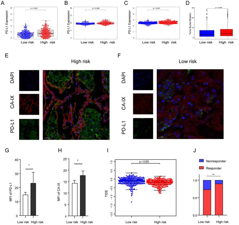 J Cancer Image